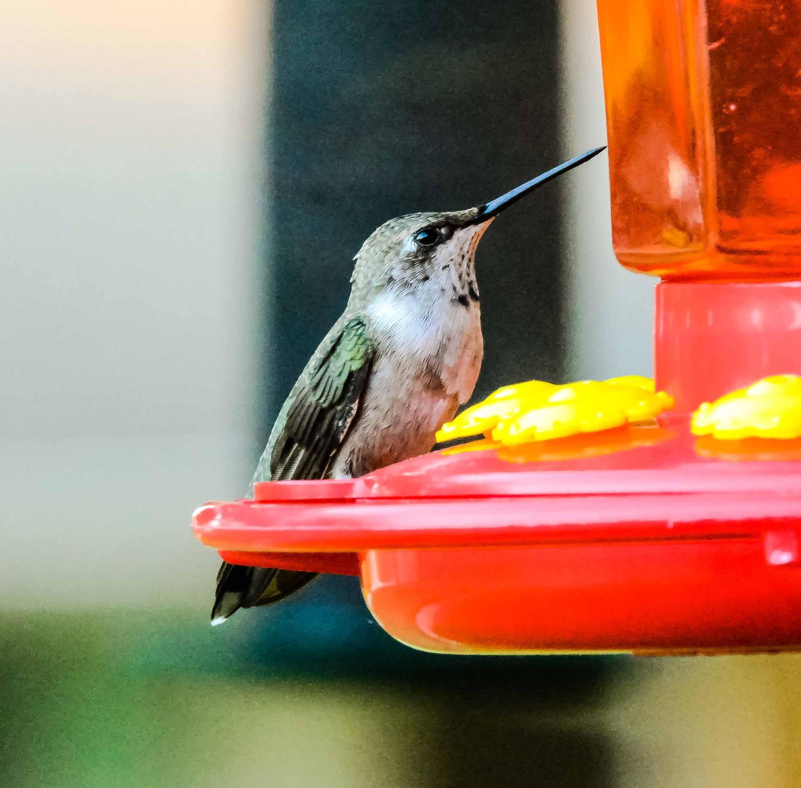 Ruby-throated Hummingbird Photo by Wally Wenzel