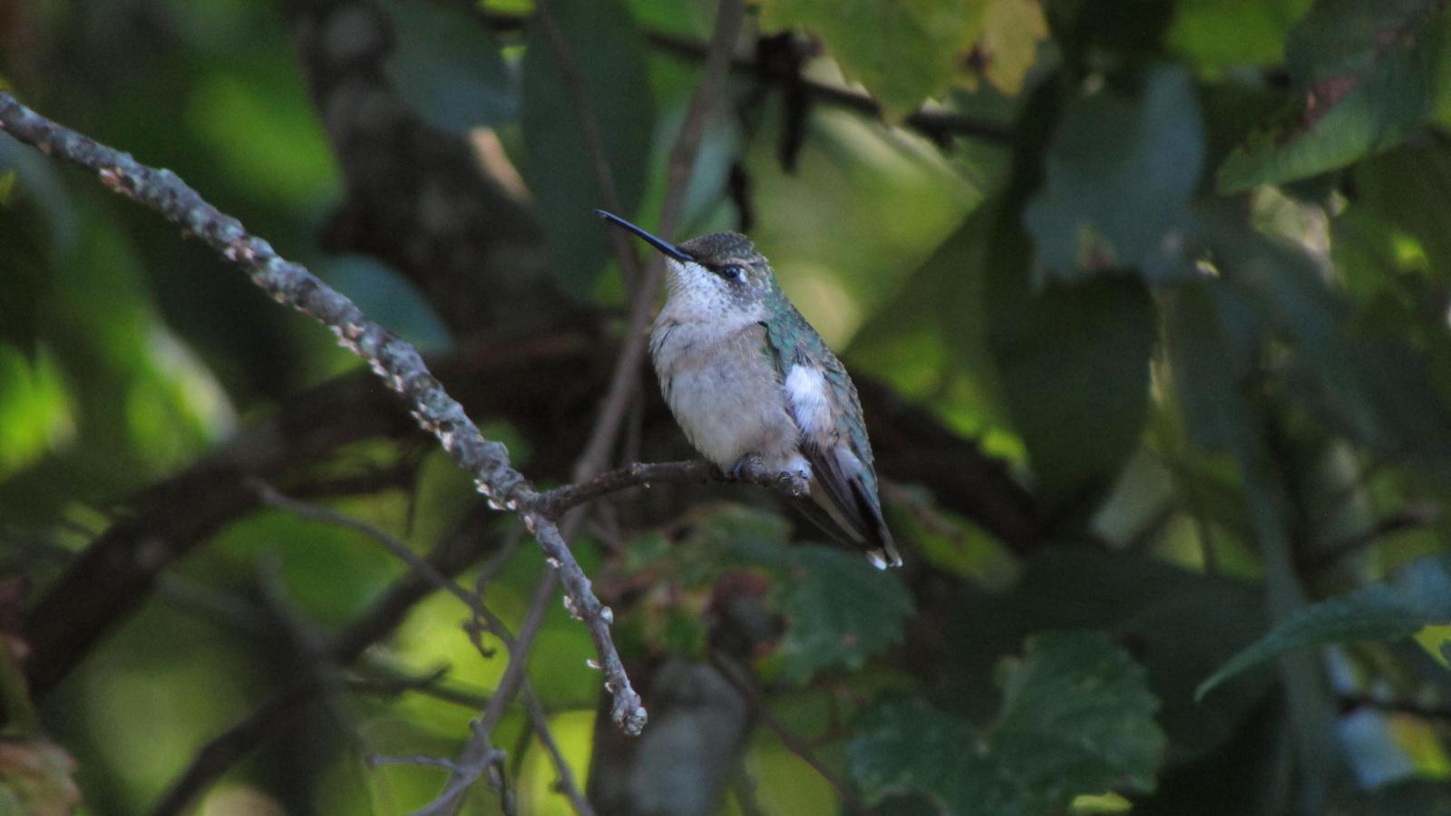 Ruby-throated Hummingbird Photo by Michelle Malaski