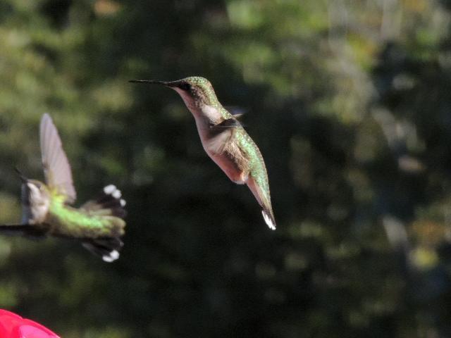 Ruby-throated Hummingbird Photo by Tony Heindel