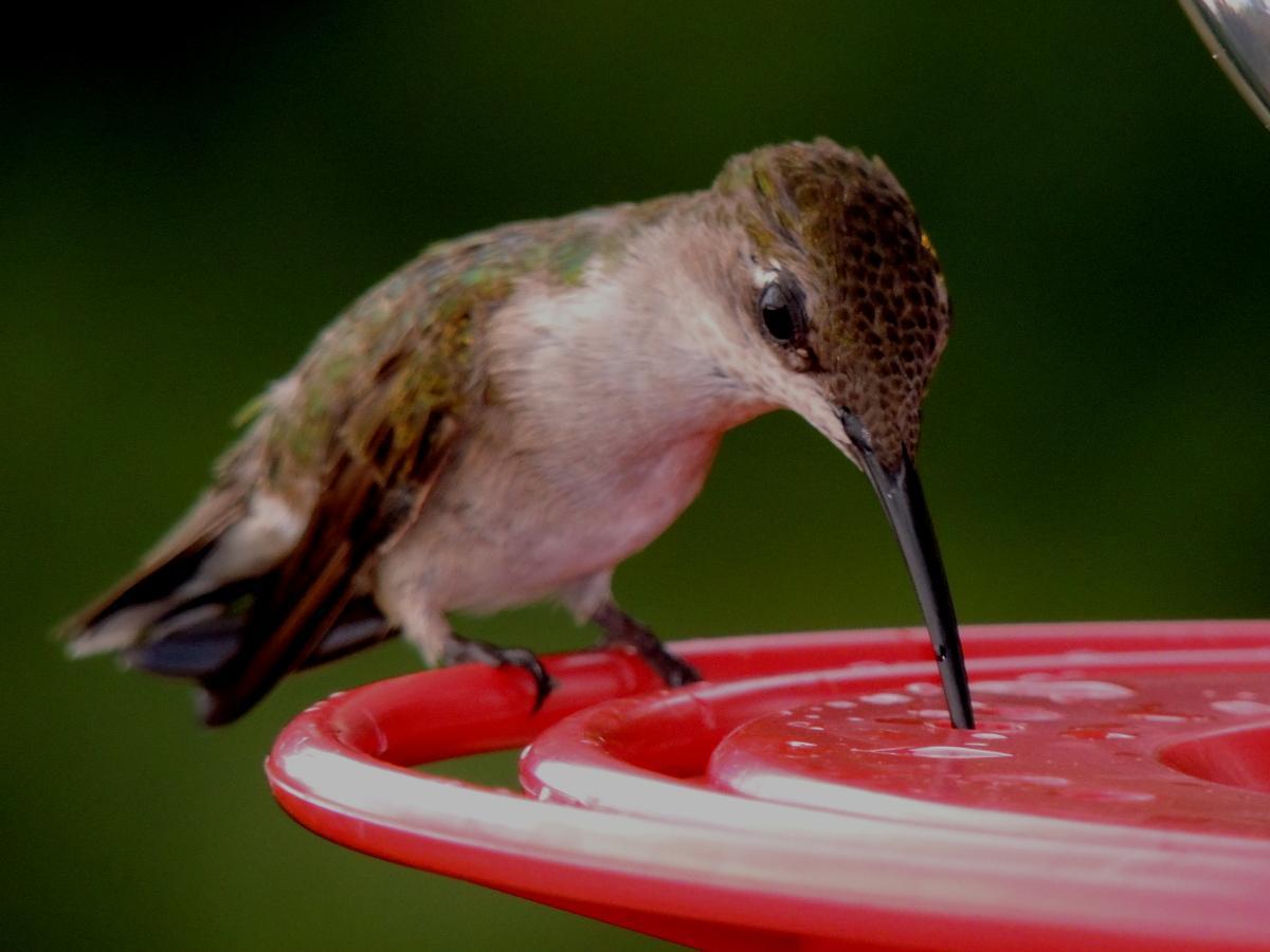Ruby-throated Hummingbird Photo by Tony Heindel