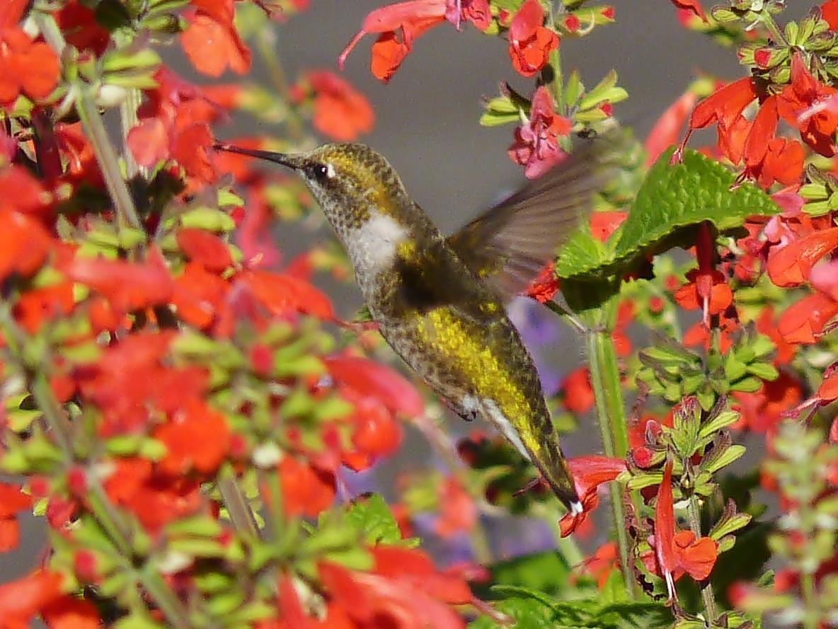 Ruby-throated Hummingbird Photo by Bob Neugebauer