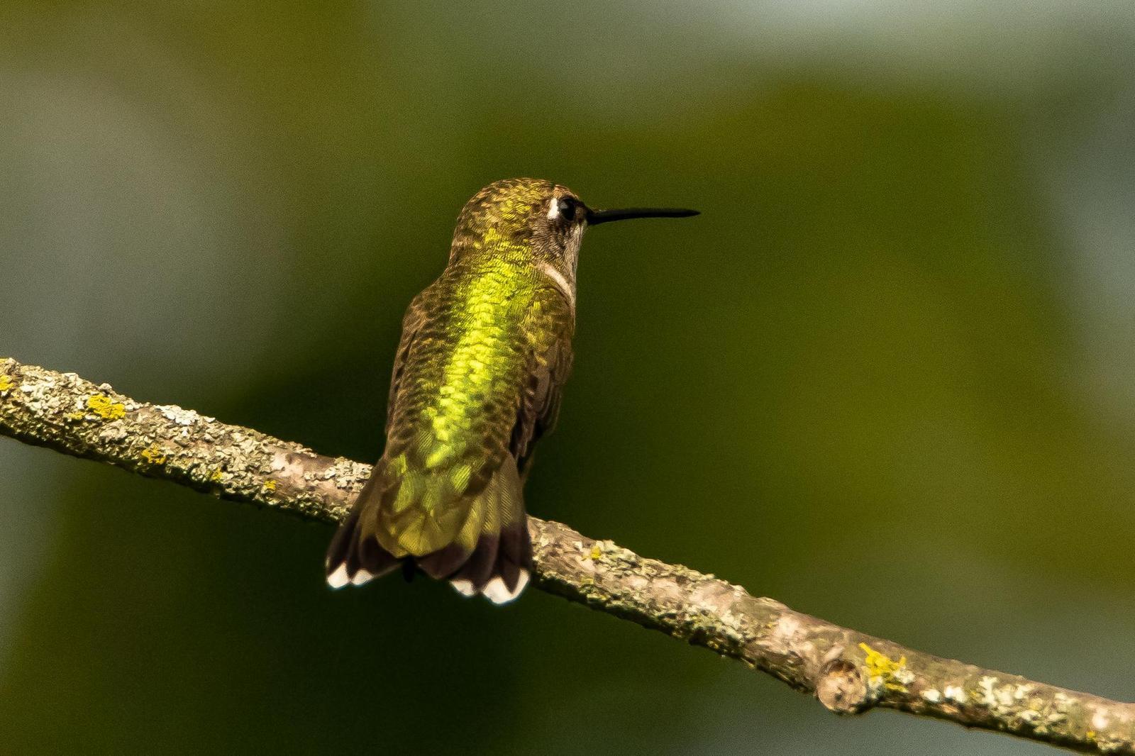 Ruby-throated Hummingbird Photo by Gerald Hoekstra