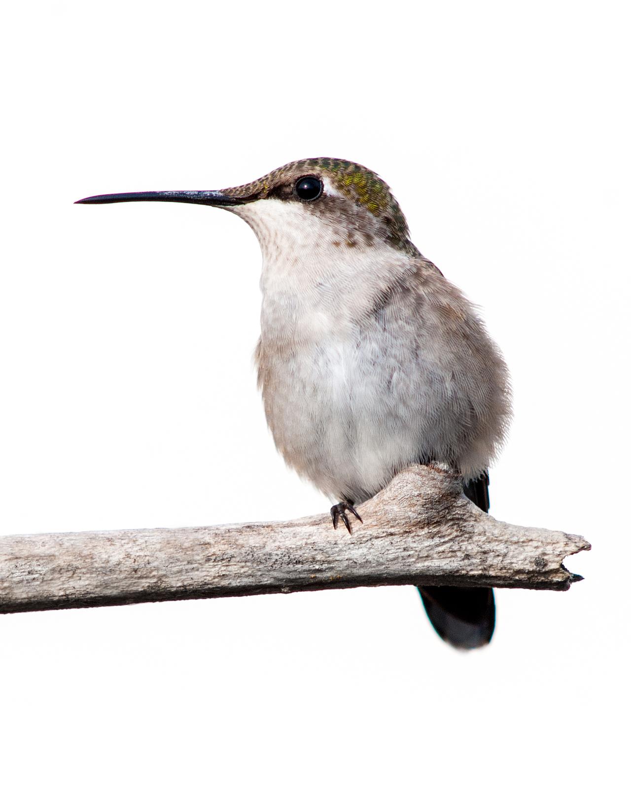 Ruby-throated Hummingbird Photo by Mark Blassage