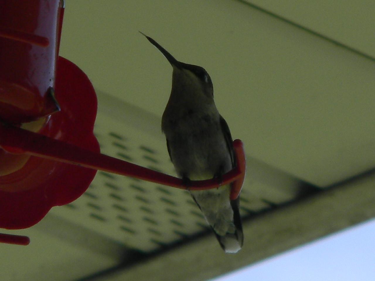 Ruby-throated Hummingbird Photo by robert evans