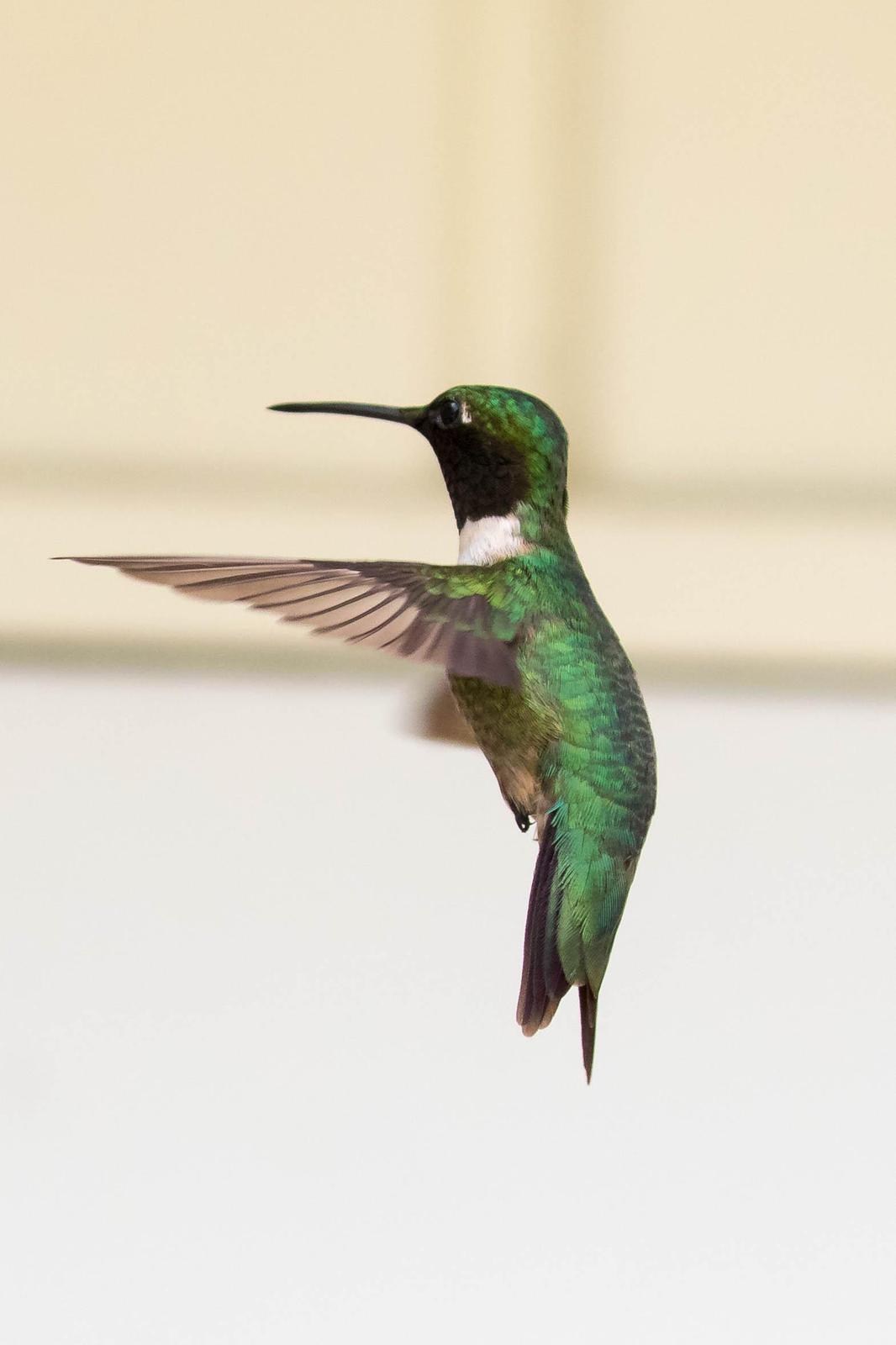 Ruby-throated Hummingbird Photo by Terry Campbell