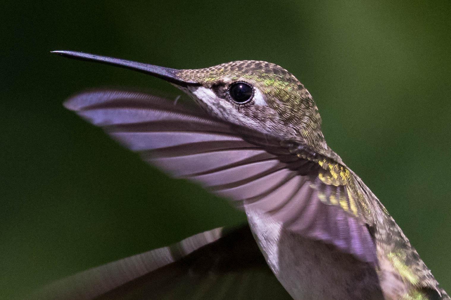 Ruby-throated Hummingbird Photo by Terry Campbell