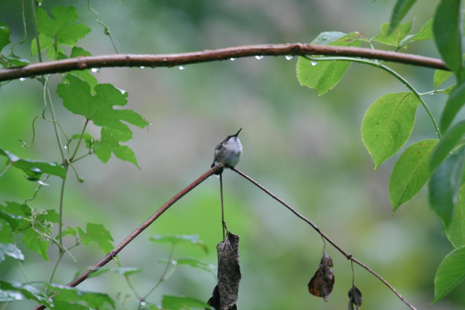 Ruby-throated Hummingbird Photo by Roseanne CALECA