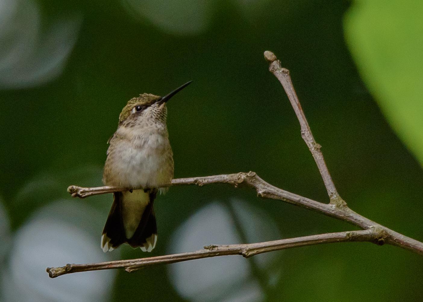 Ruby-throated Hummingbird Photo by Keshava Mysore