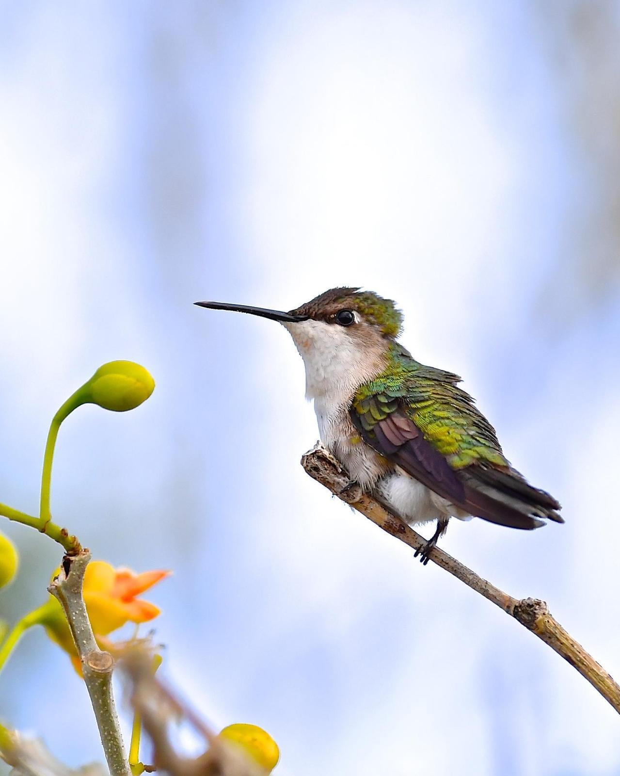 Ruby-throated Hummingbird Photo by Gerald Friesen