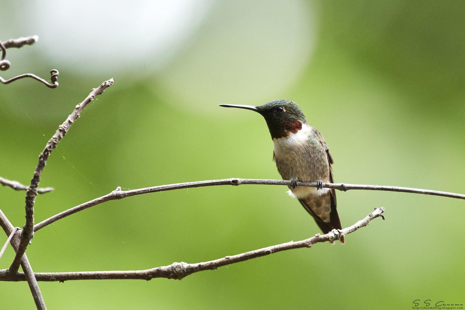 Ruby-throated Hummingbird Photo by Simepreet Cheema