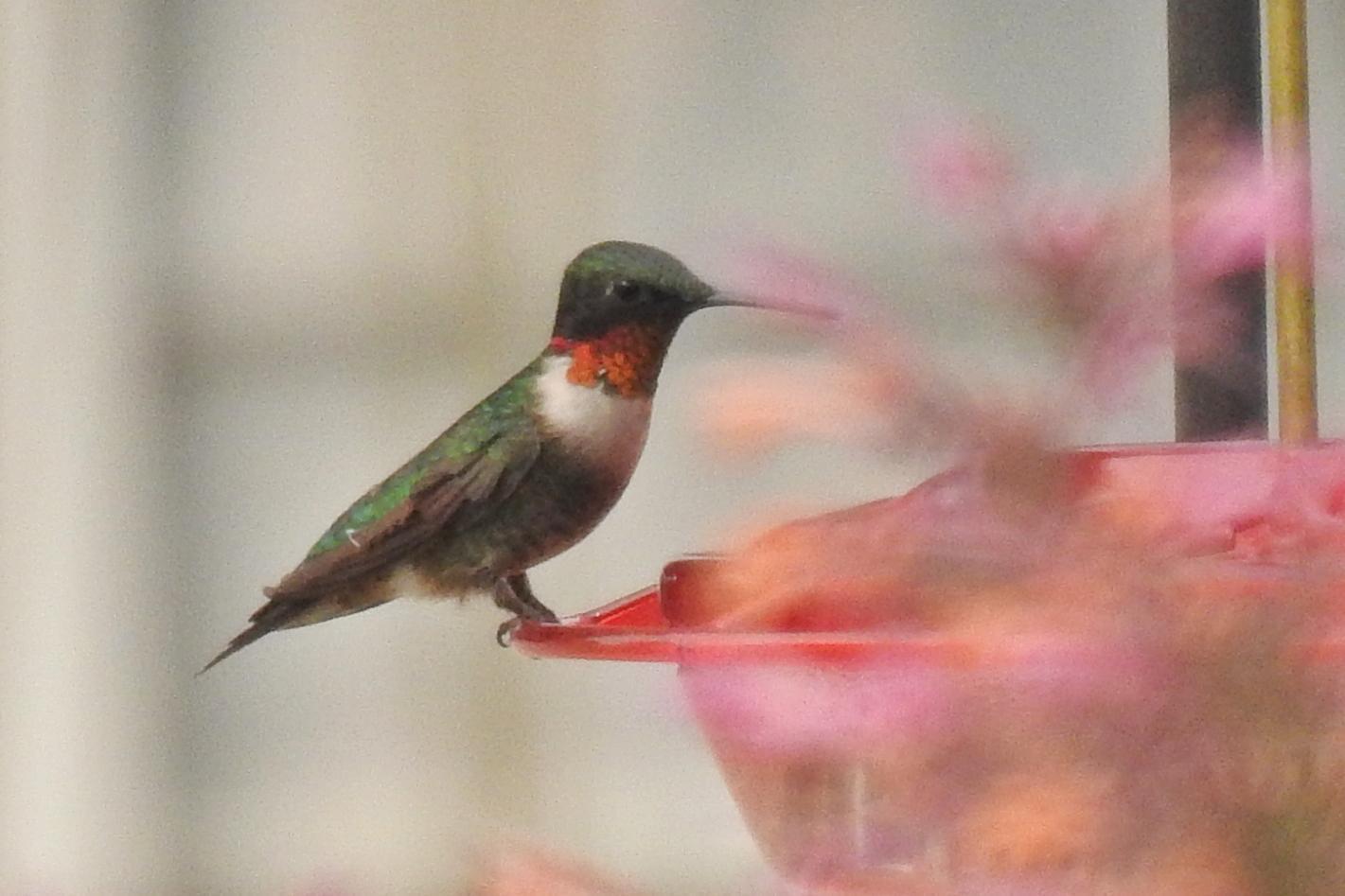 Ruby-throated Hummingbird Photo by Enid Bachman