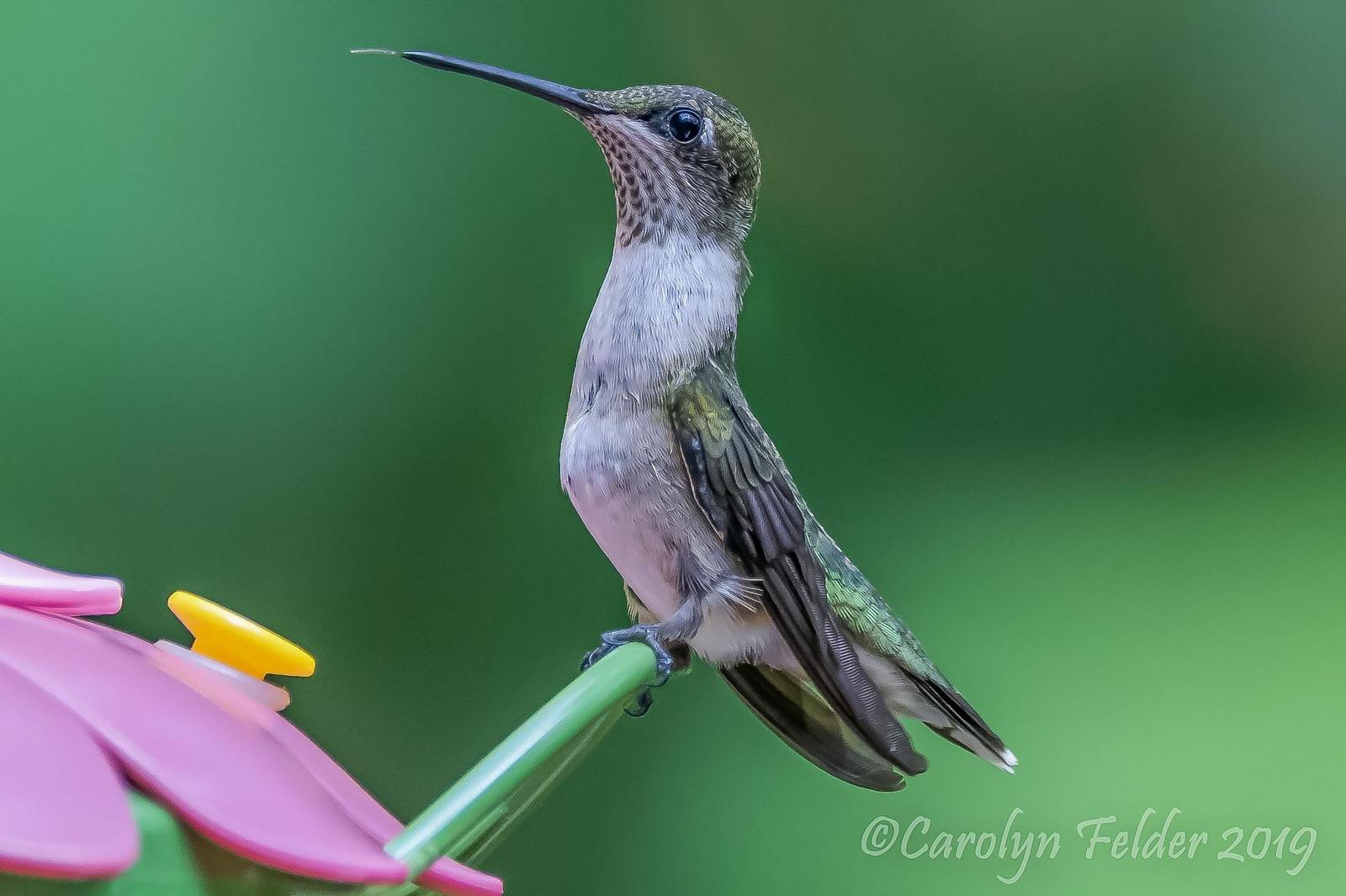 Ruby-throated Hummingbird Photo by Carolyn Felder