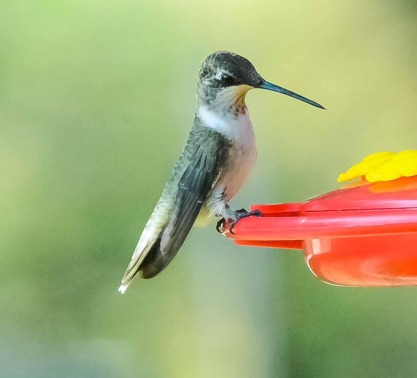 Ruby-throated Hummingbird Photo by Wally Wenzel