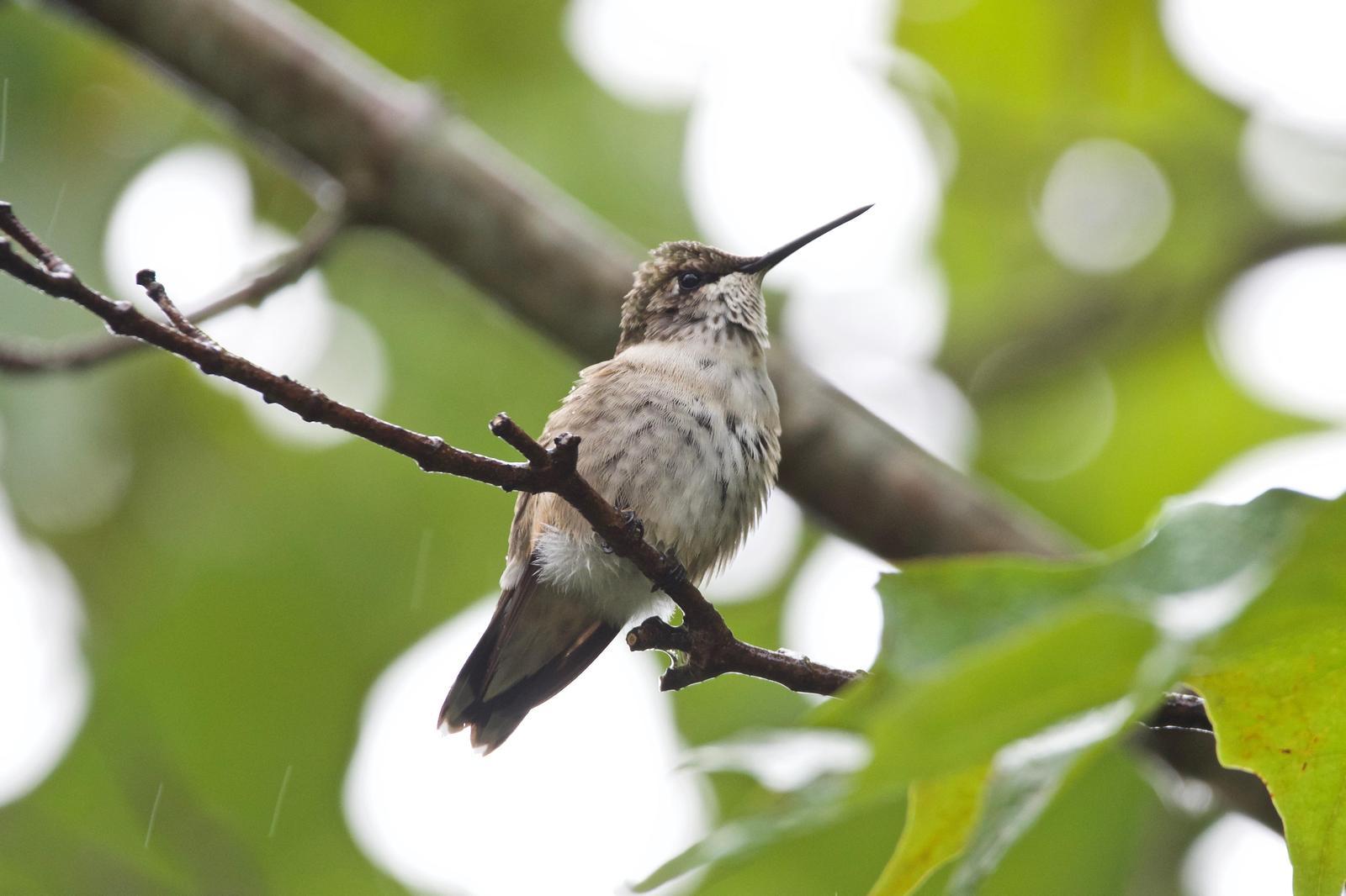 Ruby-throated Hummingbird Photo by Ian Jarvie