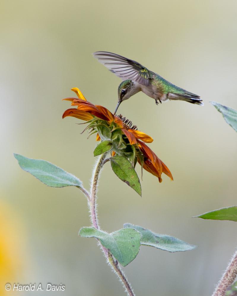 Ruby-throated Hummingbird Photo by Harold Davis