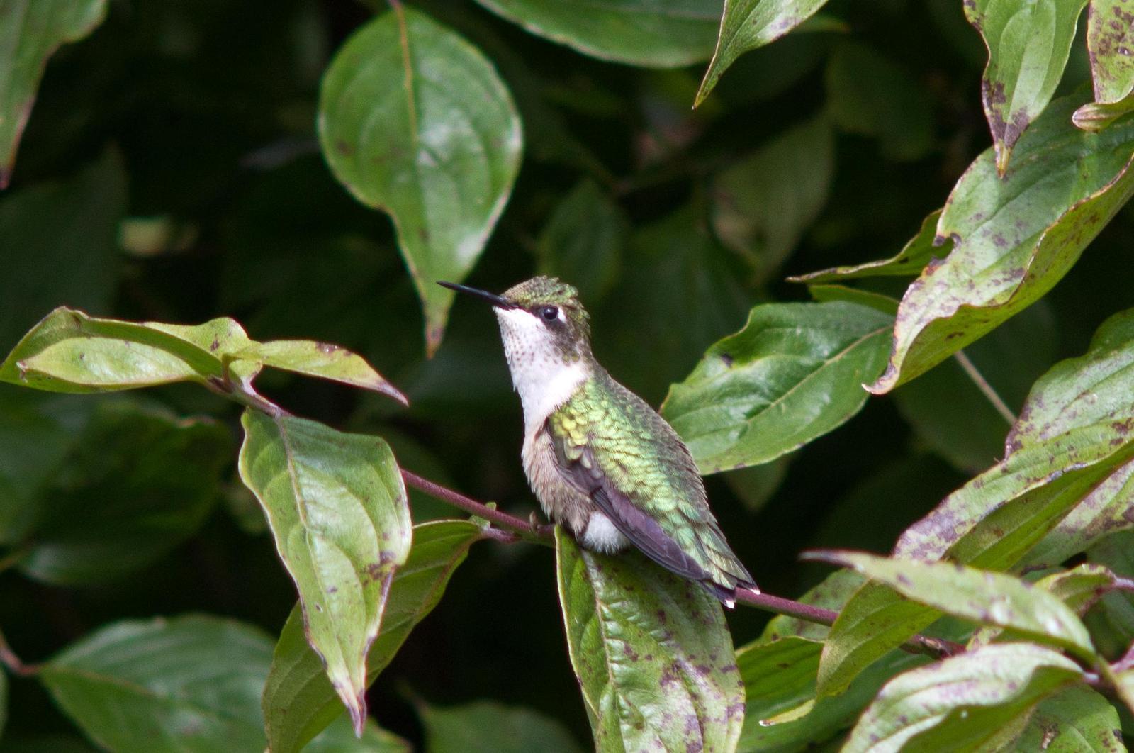 Ruby-throated Hummingbird Photo by Rob Dickerson