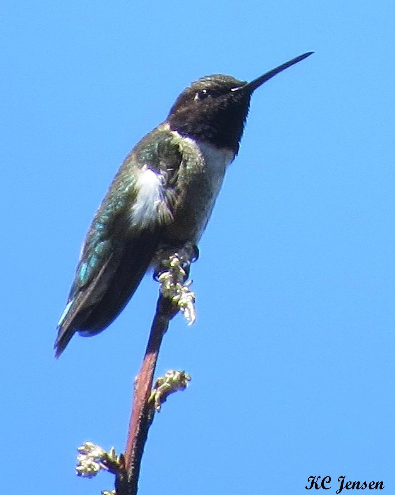 Black-chinned Hummingbird Photo by Kent Jensen