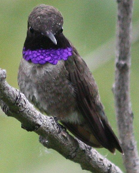 Black-chinned Hummingbird Photo by Andrew Core
