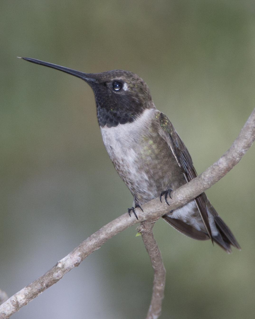 Black-chinned Hummingbird Photo by Jeff Moore