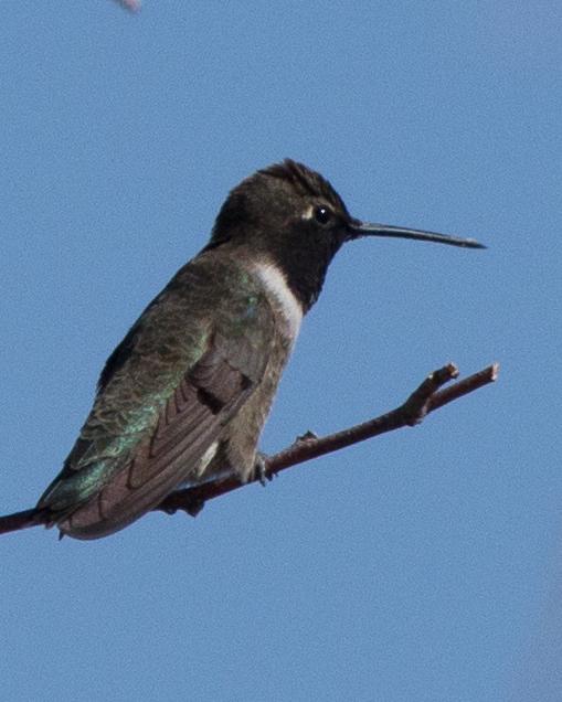 Black-chinned Hummingbird Photo by Anita Strawn de Ojeda