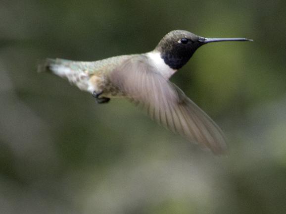 Black-chinned Hummingbird Photo by Dan Tallman