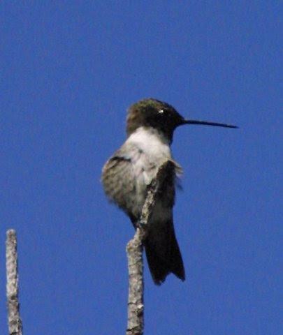 Black-chinned Hummingbird Photo by Dan Tallman