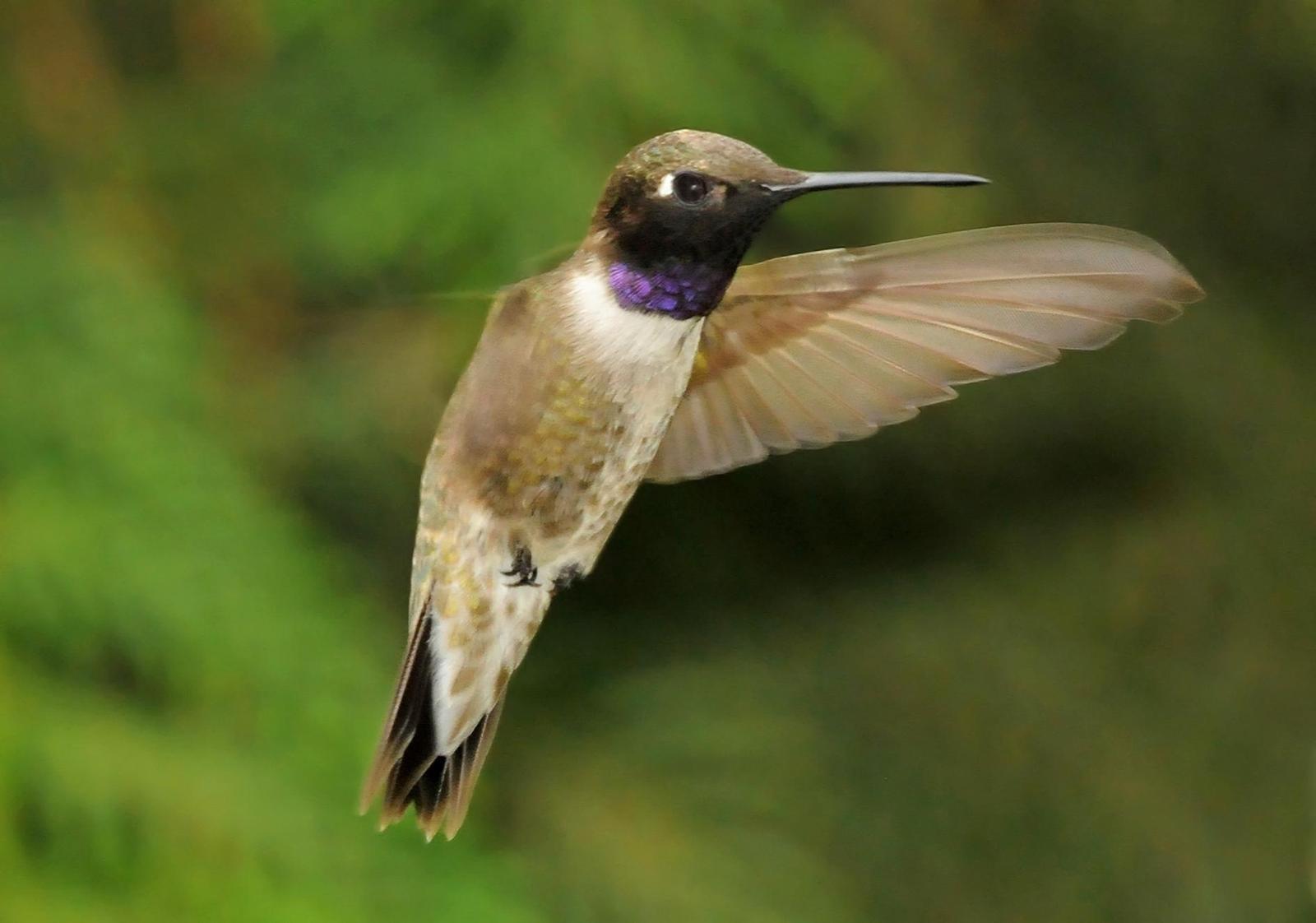 Black-chinned Hummingbird Photo by Steven Mlodinow