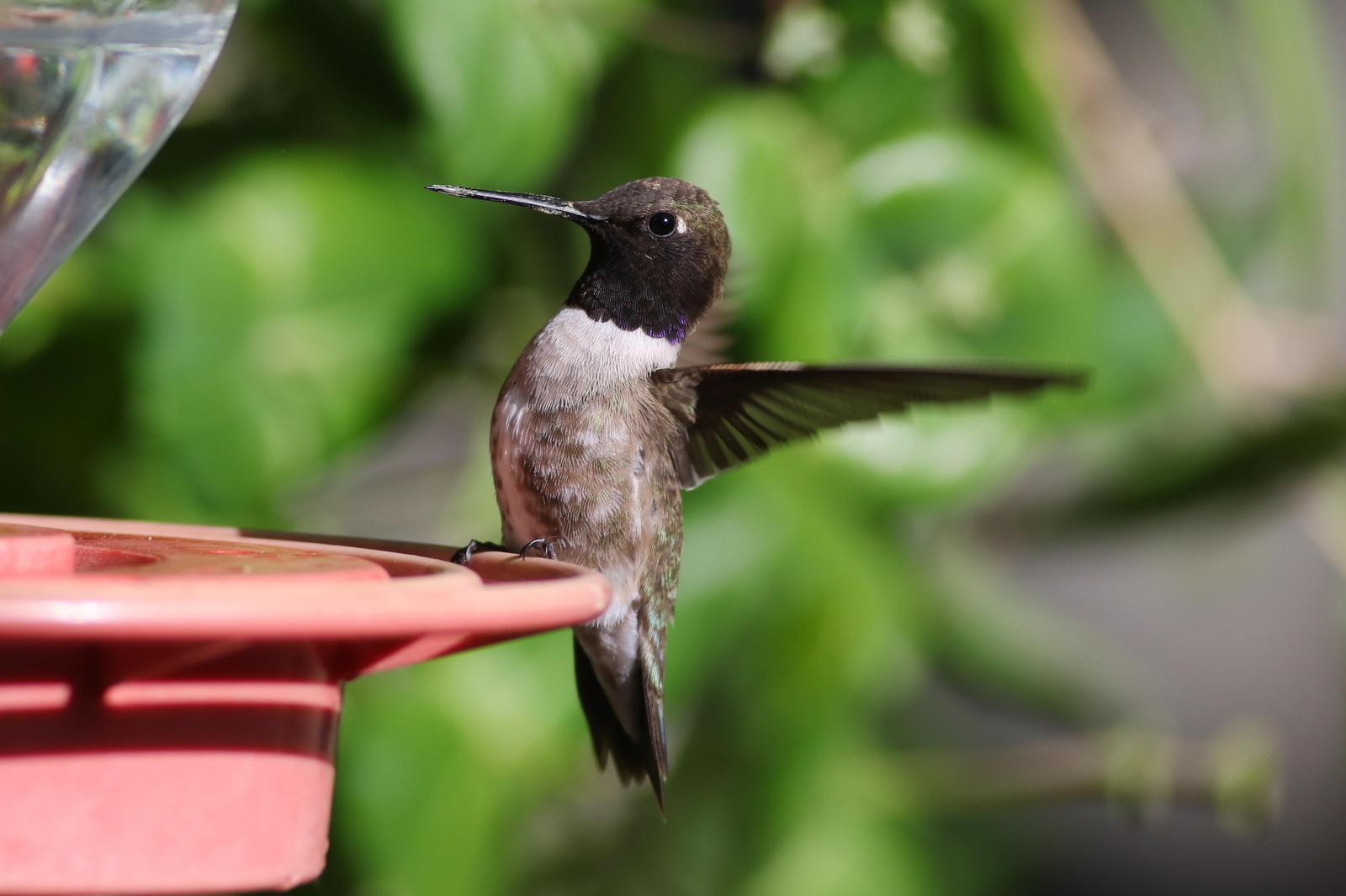 Black-chinned Hummingbird Photo by Tom Ford-Hutchinson