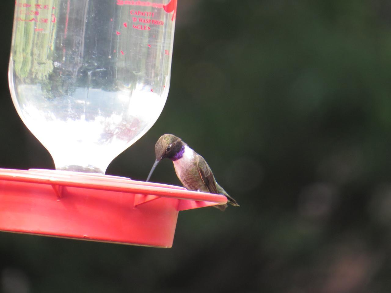 Black-chinned Hummingbird Photo by James Maley