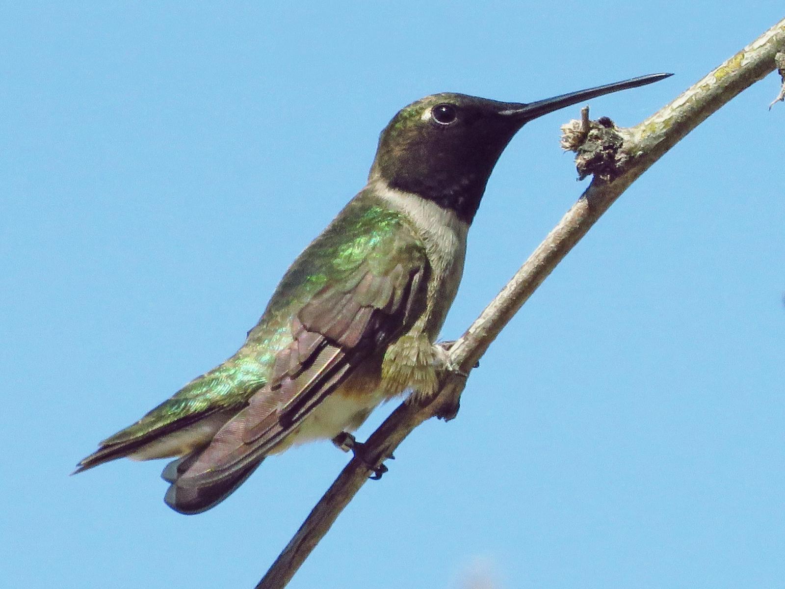 Black-chinned Hummingbird Photo by Bob Neugebauer