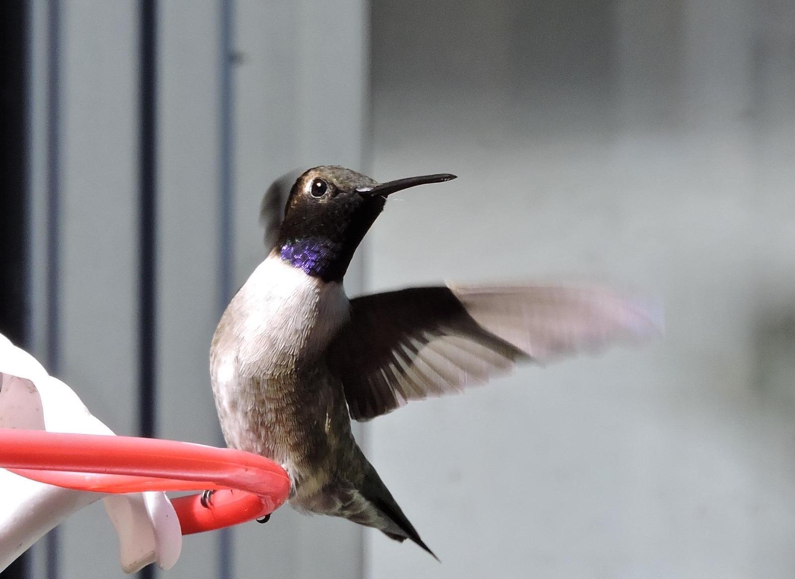 Black-chinned Hummingbird Photo by Yvonne Burch-Hartley