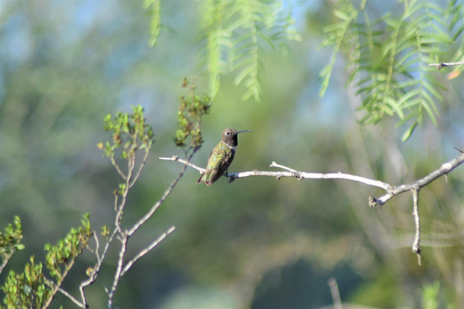 Black-chinned Hummingbird Photo by Laura A. Martínez Cantú