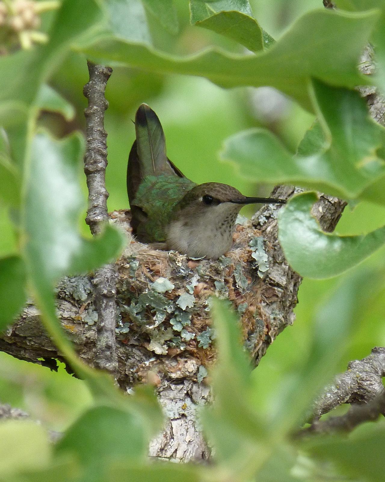 Black-chinned Hummingbird Photo by Ryan Steiner