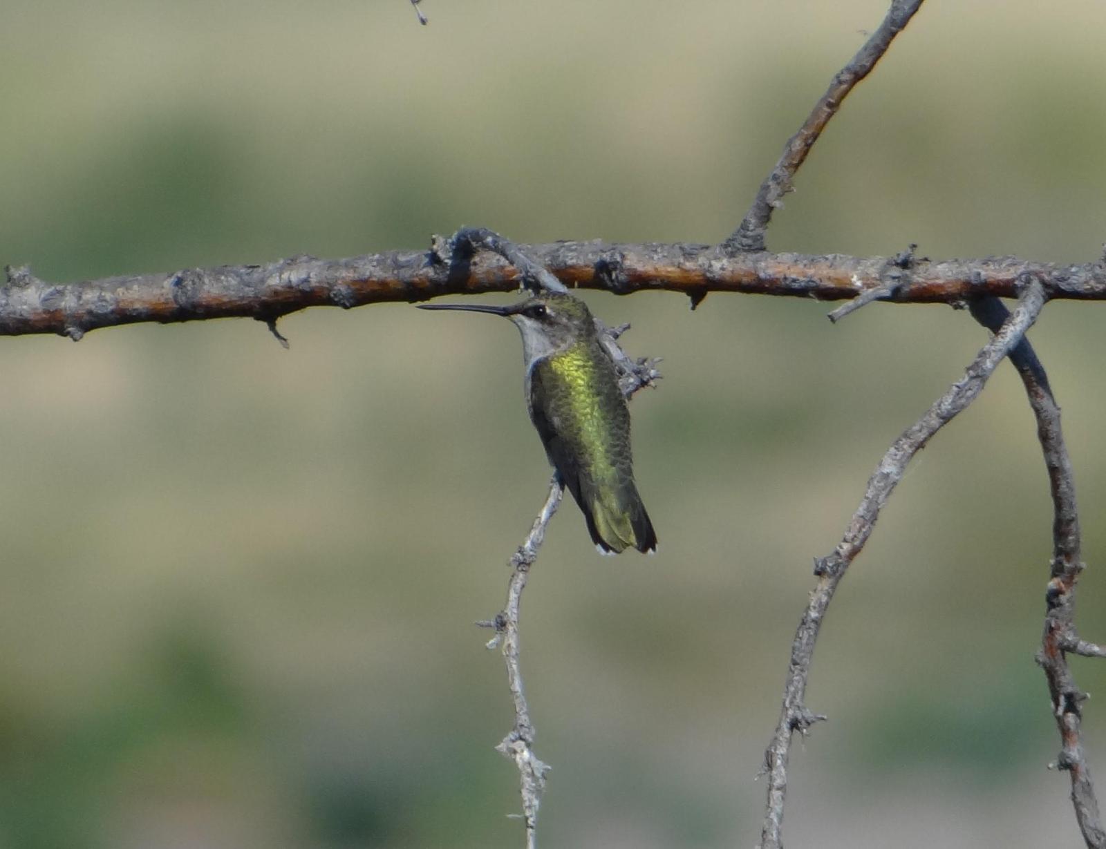 Black-chinned Hummingbird Photo by Jeff Hardy