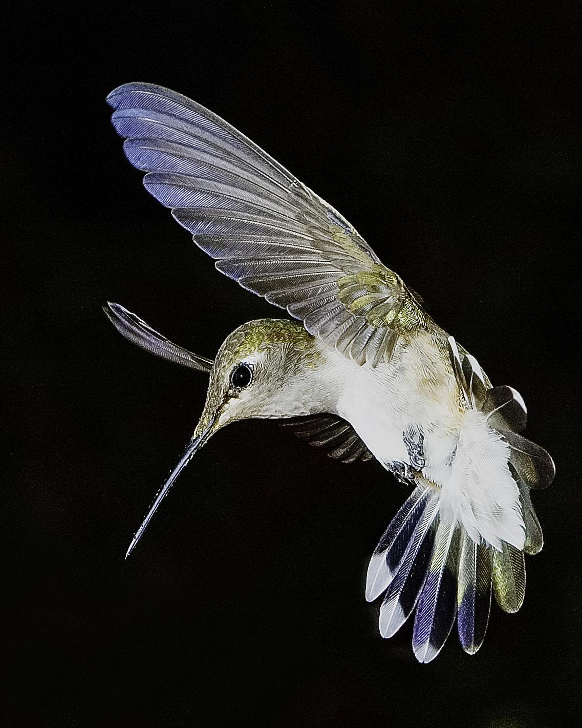 Black-chinned Hummingbird Photo by Mason Rose