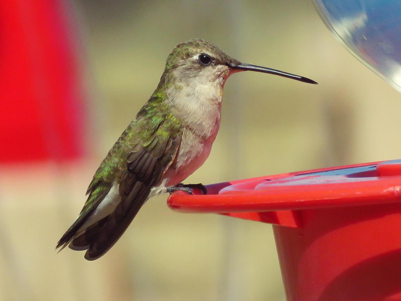 Black-chinned Hummingbird Photo by Bob Neugebauer