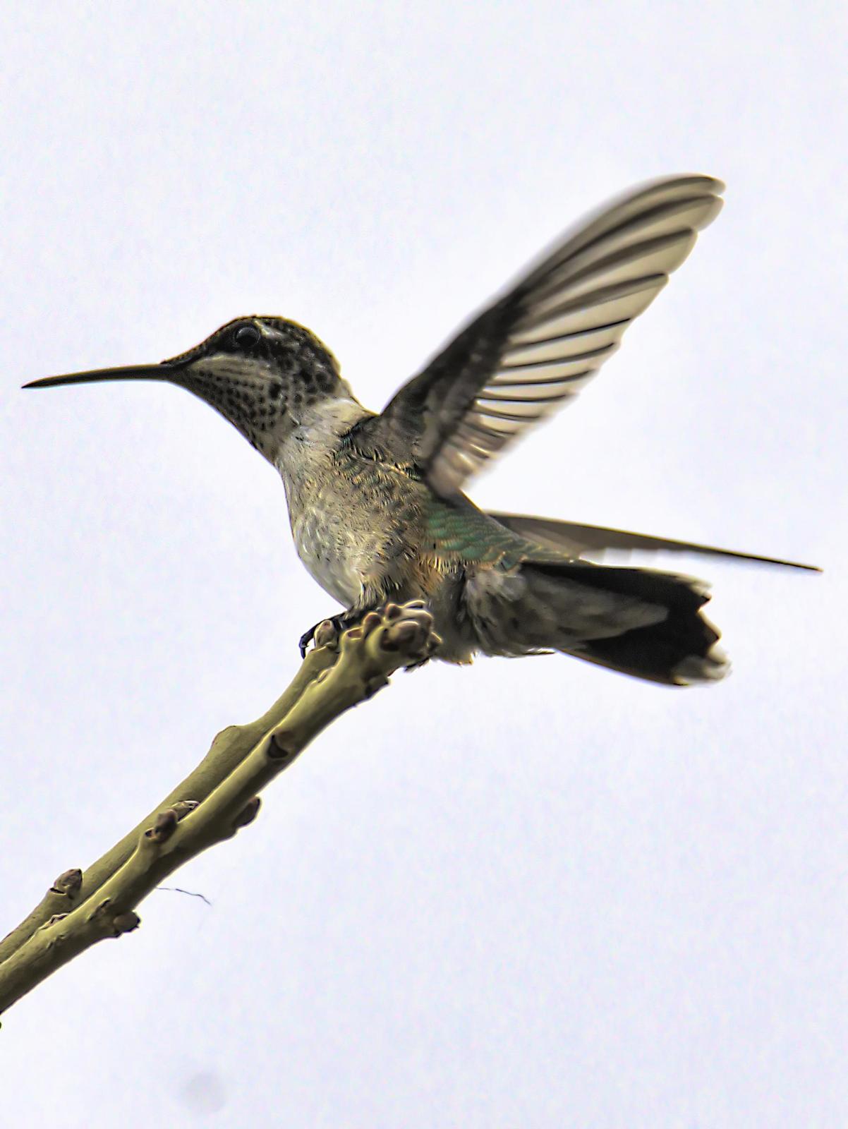 Black-chinned Hummingbird Photo by Dan Tallman