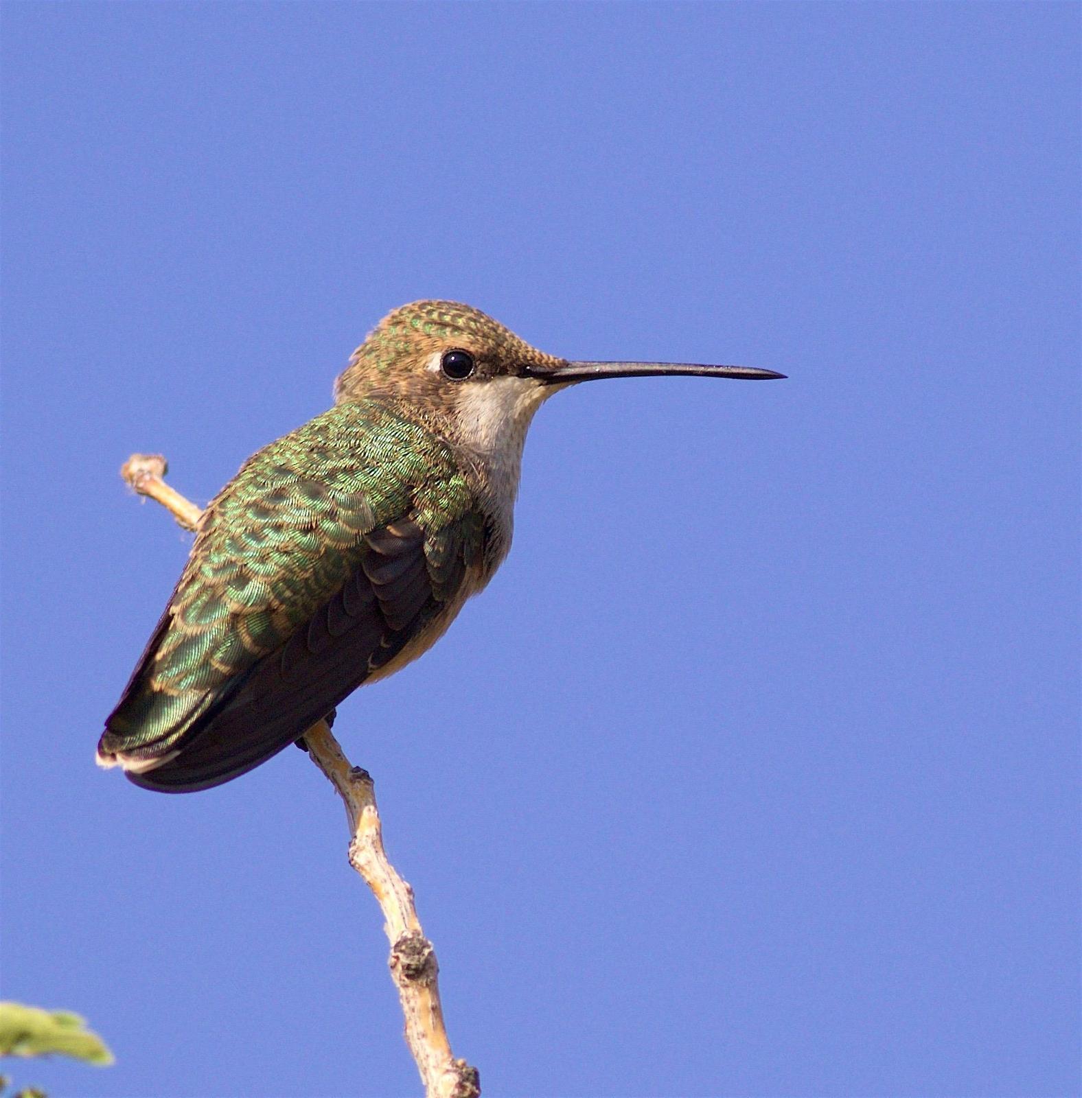 Black-chinned Hummingbird Photo by Kathryn Keith