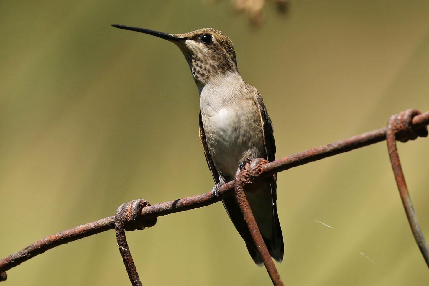 Black-chinned Hummingbird Photo by Kristy Baker