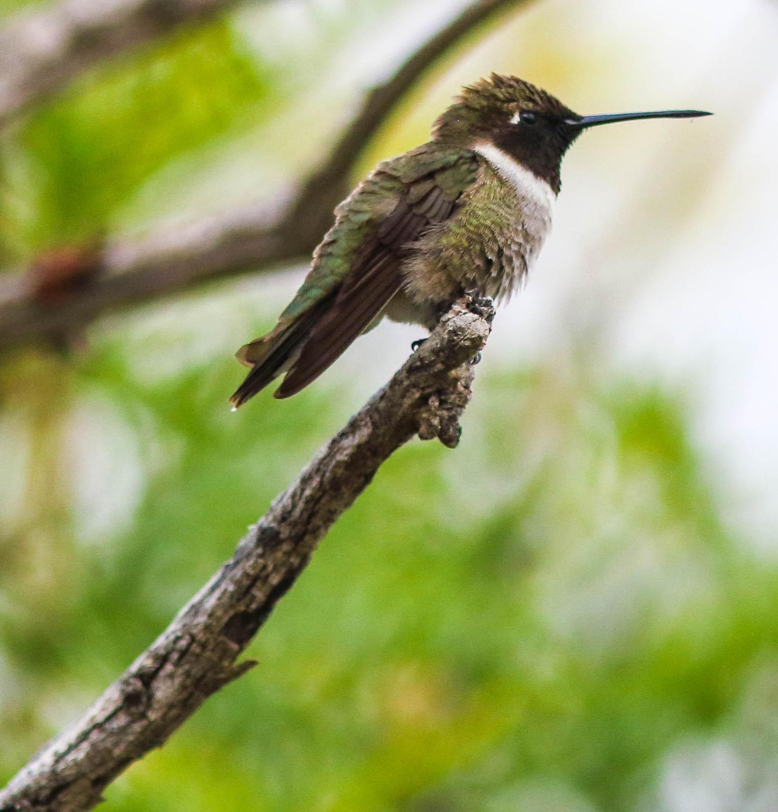Black-chinned Hummingbird Photo by Terry Campbell