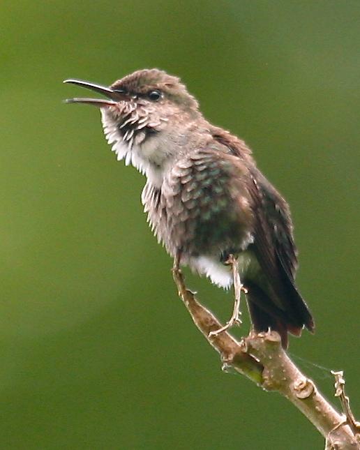 Vervain Hummingbird Photo by Mitch Walters