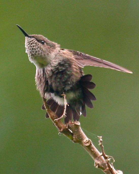 Vervain Hummingbird Photo by Mitch Walters