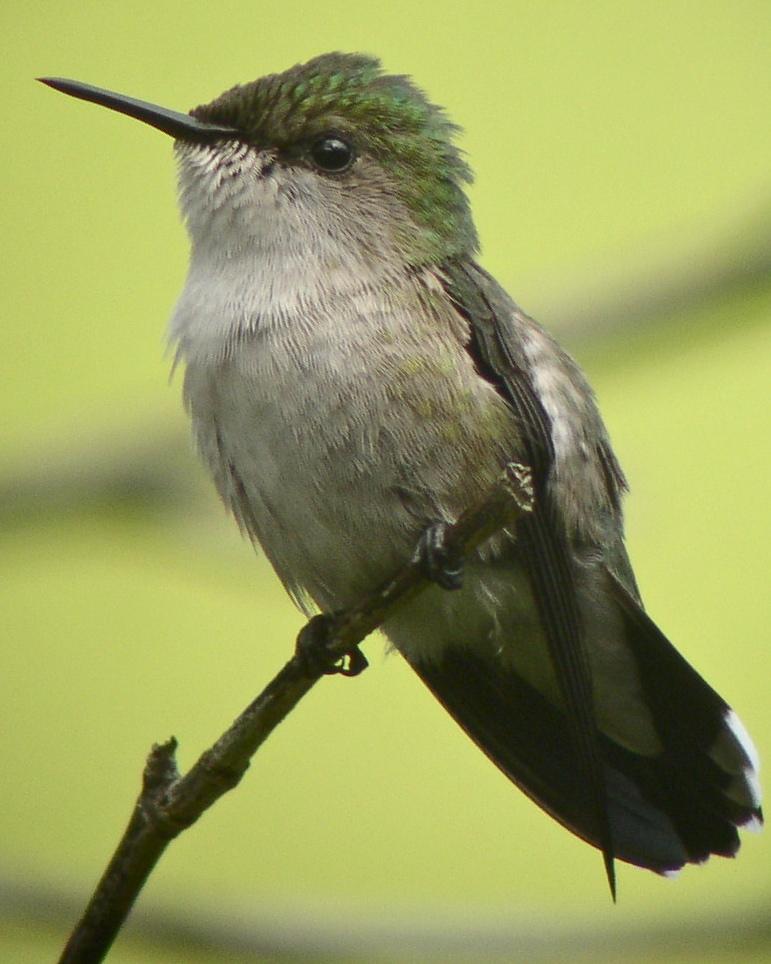Vervain Hummingbird Photo by Richard C. Hoyer