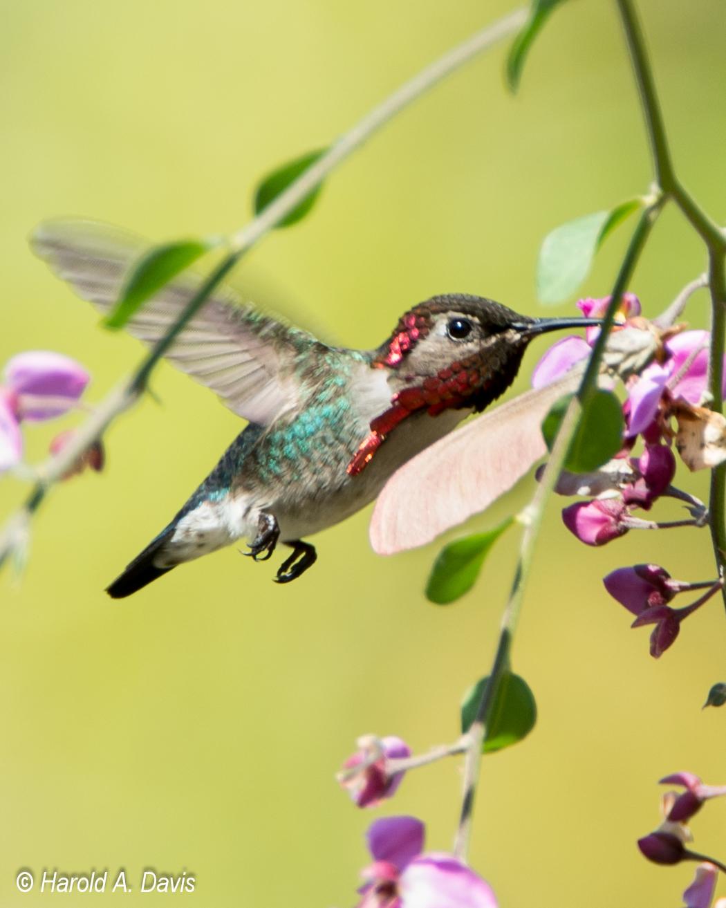 Bee Hummingbird Photo by Harold Davis