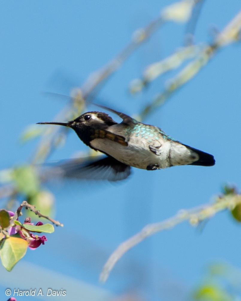 Bee Hummingbird Photo by Harold Davis