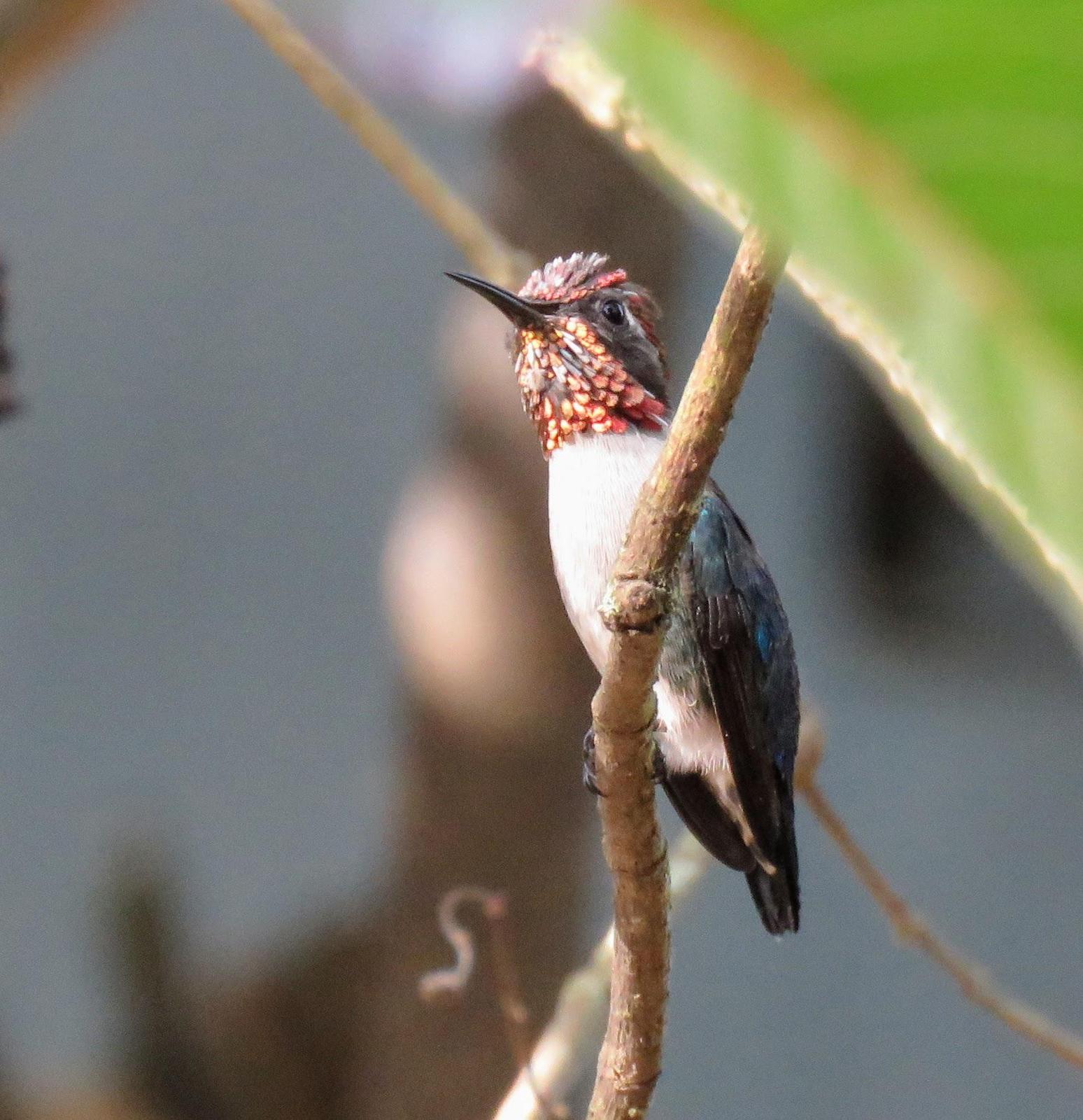 Bee Hummingbird Photo by Carey Parks