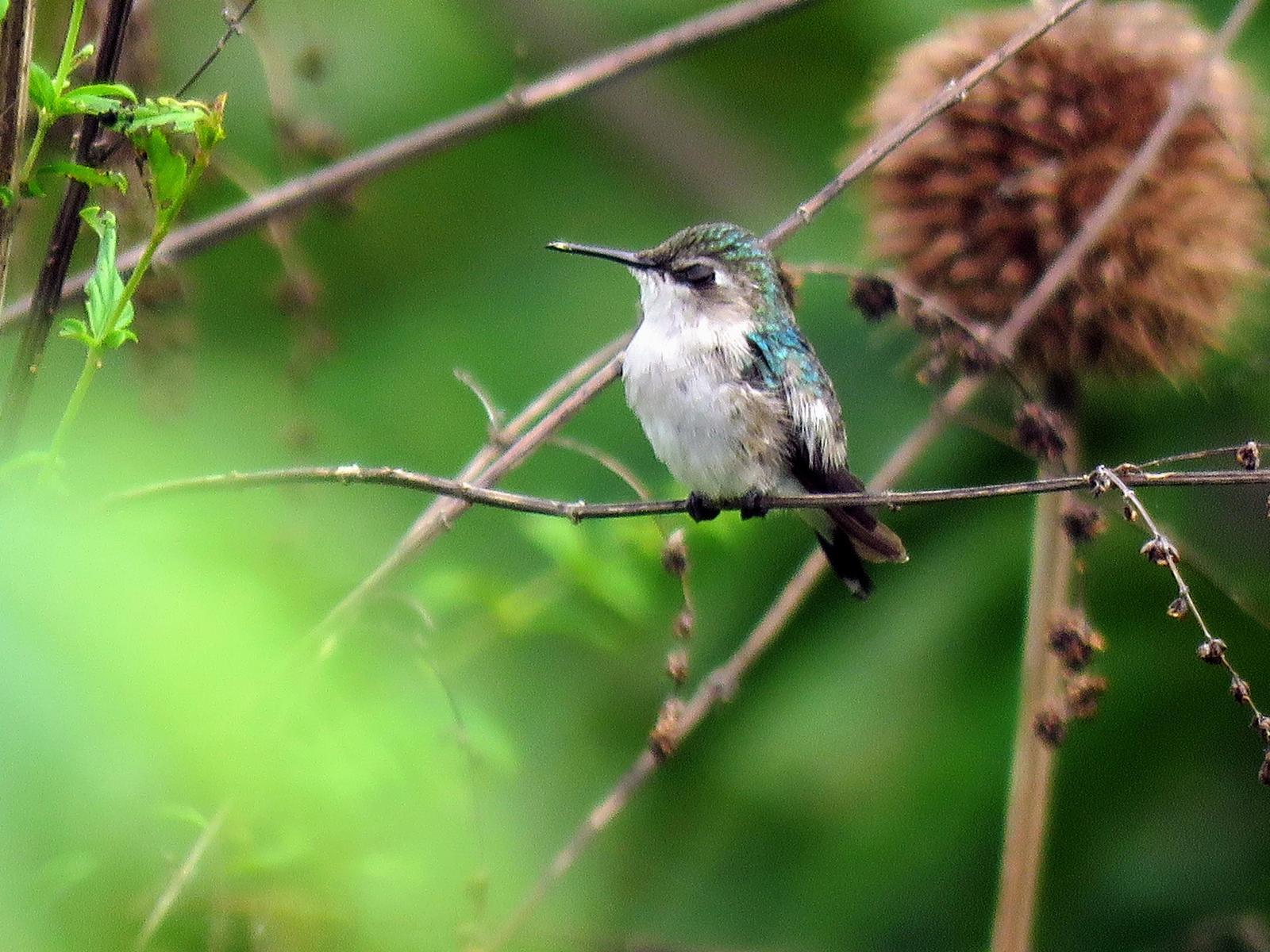 Bee Hummingbird Photo by Carey Parks