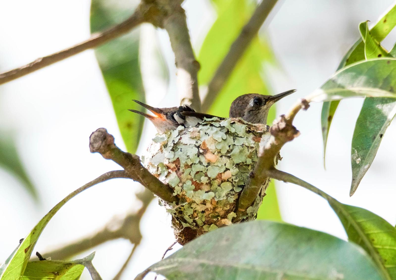 Bee Hummingbird Photo by Ken Pinnow