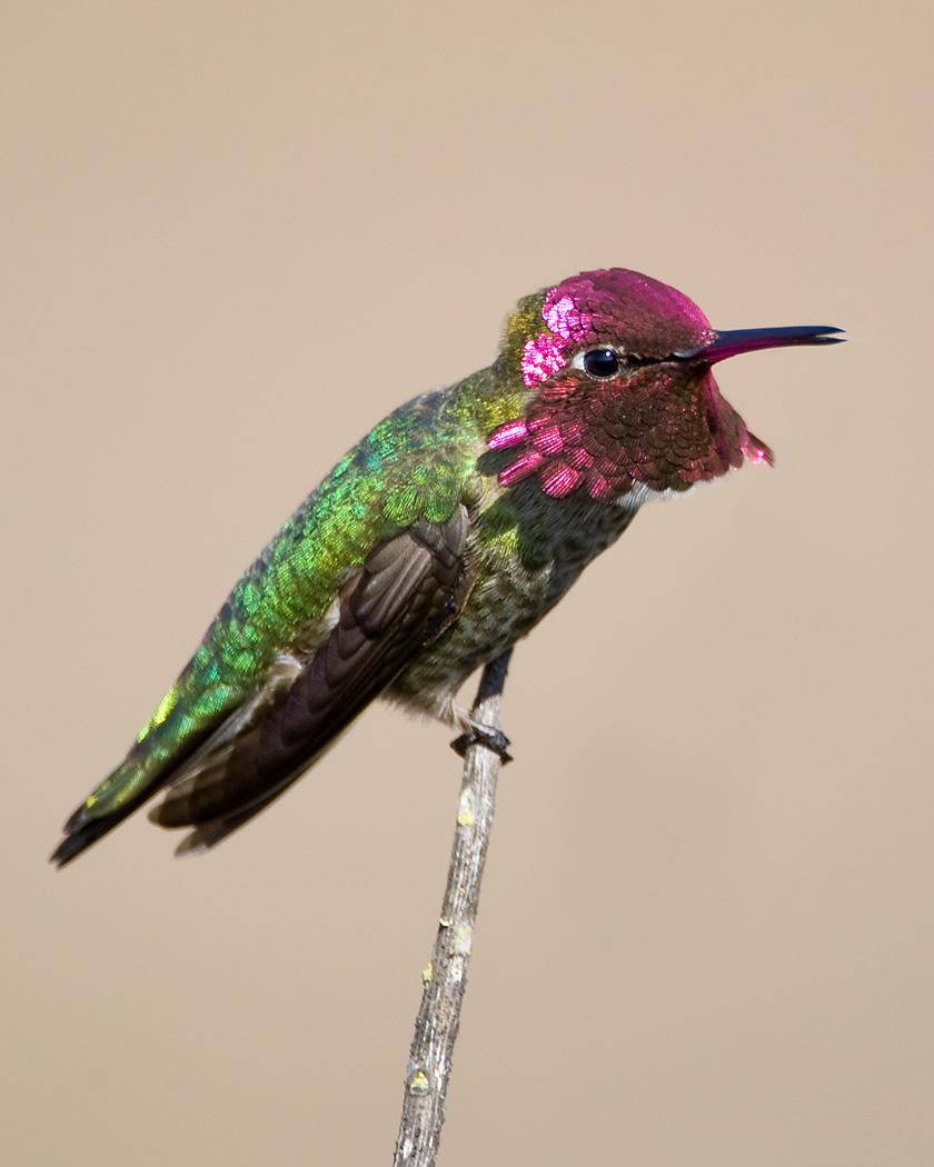 Anna's Hummingbird Photo by Josh Haas