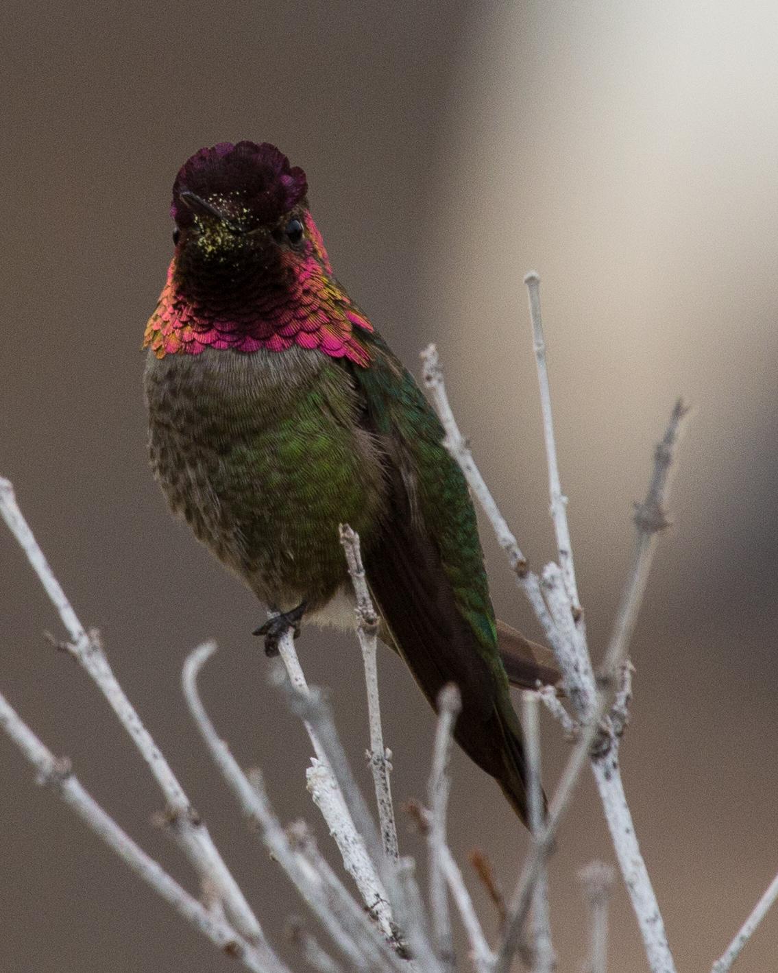 Anna's Hummingbird Photo by Anita Strawn de Ojeda